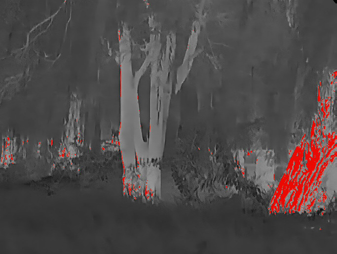 Iron-red thermal view of a coyote circling a calling stand through an ATN thermal clip-on